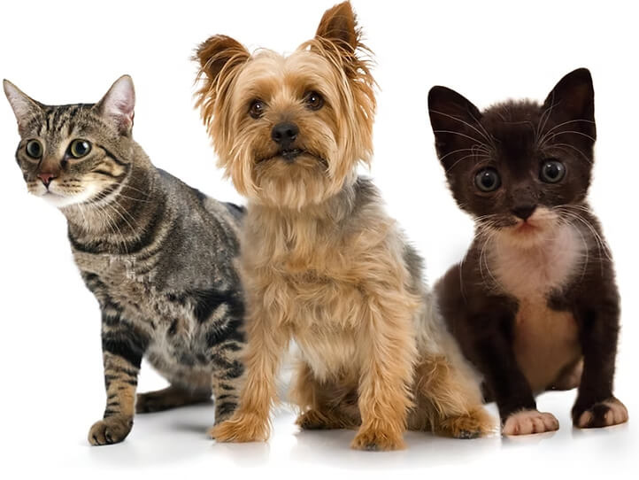 Senior pets available for adoption